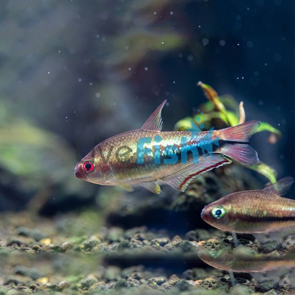 Rainbow Emperor Tetra 3cm