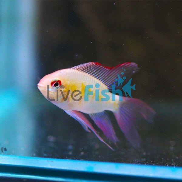 Ramirezi Golden Longfin 5cm