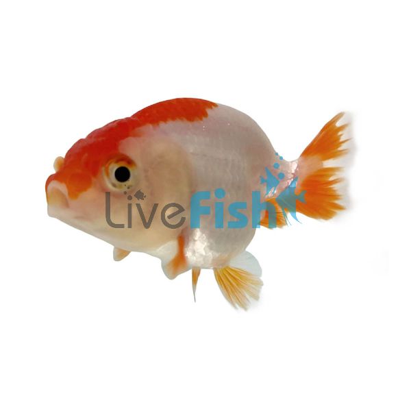 Red and White Ranchu 4cm