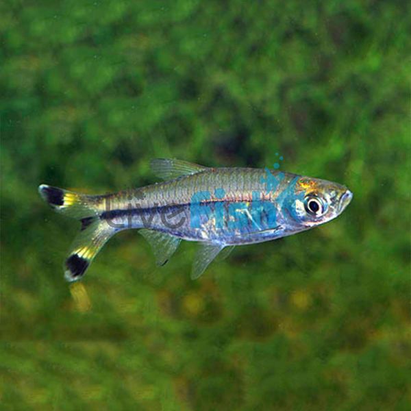 Black Scissortail Rasbora 6cm 