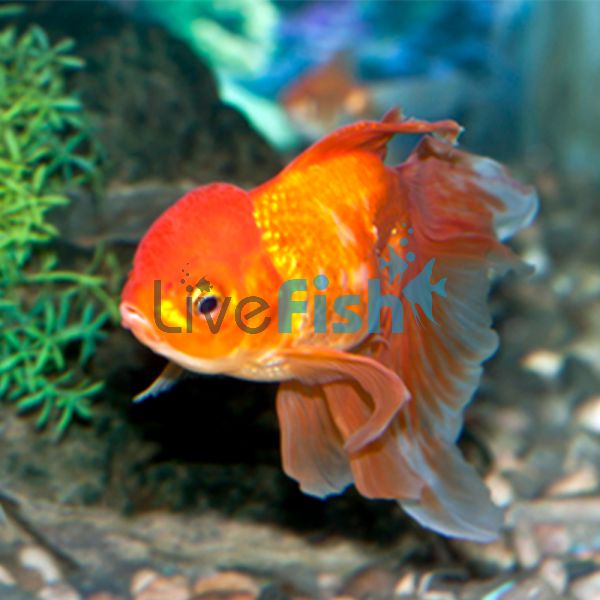 Red Oranda 9cm