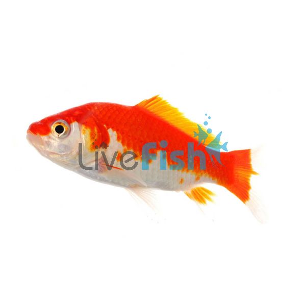 Comet Red & White 9cm