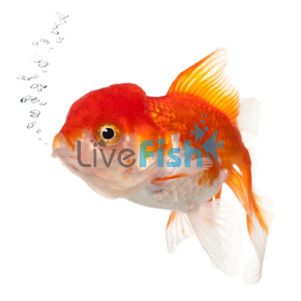 Red & White Oranda 12cm
