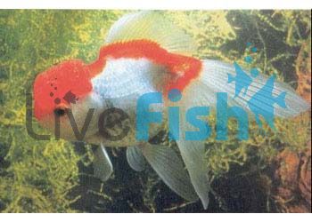 Red & White Oranda 5cm