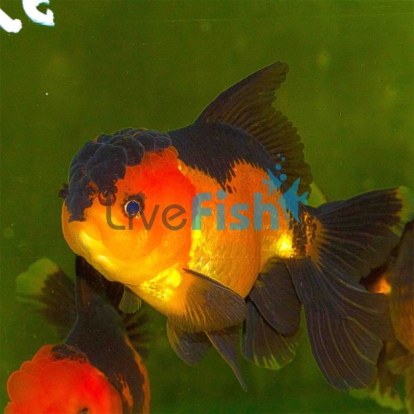 Red & Black Oranda 7cm
