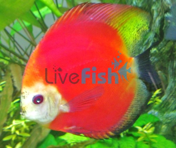 Marlboro Red Discus 5cm (Symphysodon Sp)