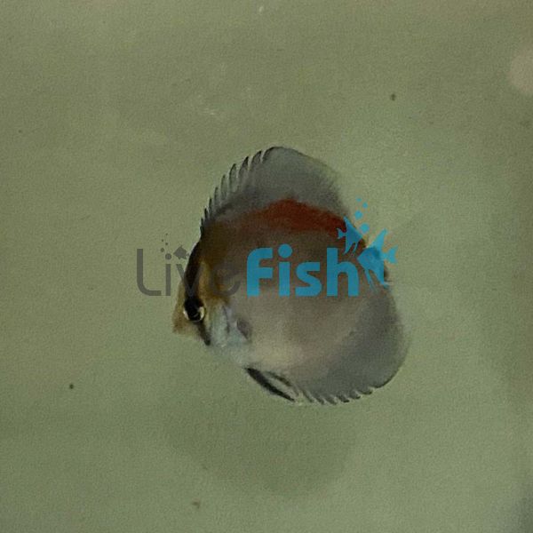 Red Golden Crown Discus 7cm