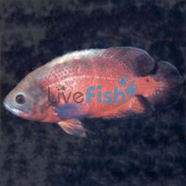 Red Oscar 5cm