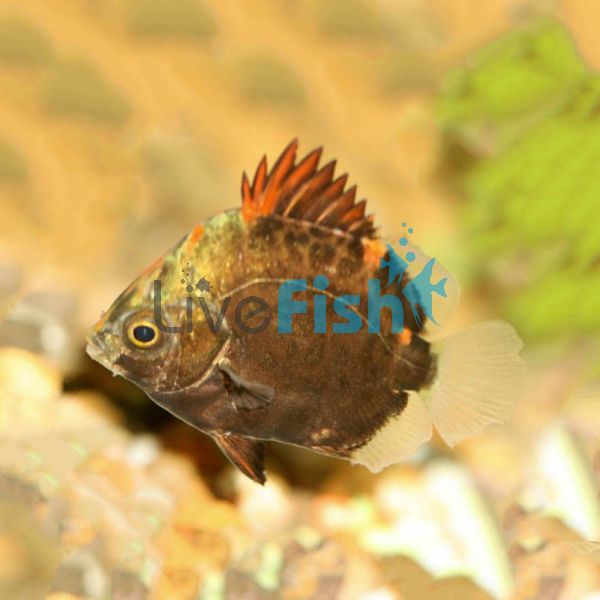 Red Scat 3.5cm - Brackish