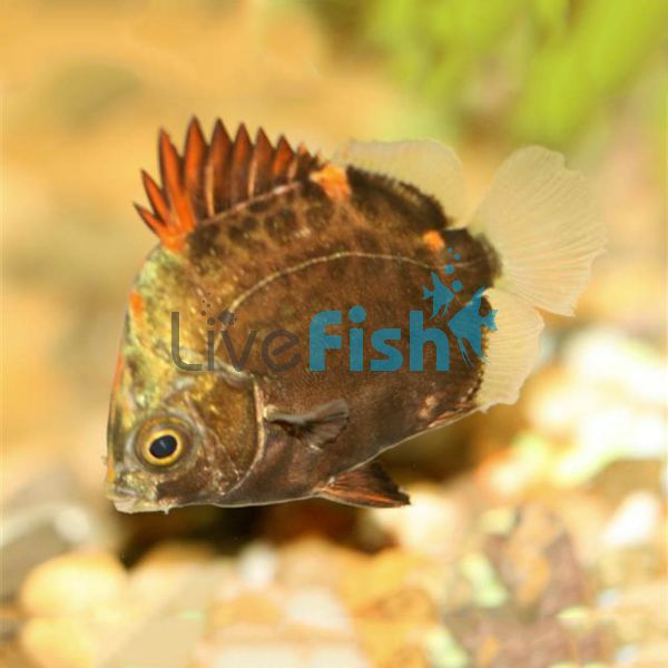 Red Scat 5cm - Brackish