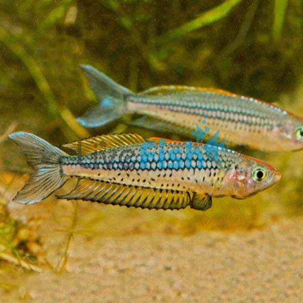 Rhad - Bribie Island 5cm