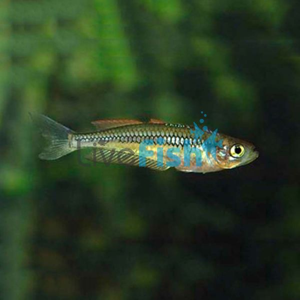 Blue Green Coldstream River NSW 2.5cm