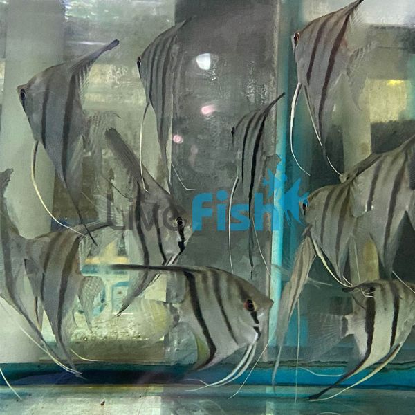 Rio Mormon Angelfish 6cm