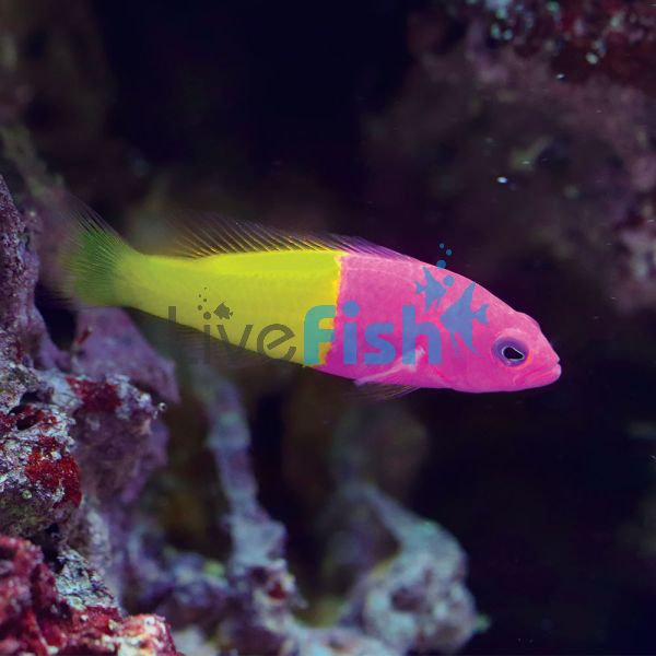 Bicolour Dottyback MED
