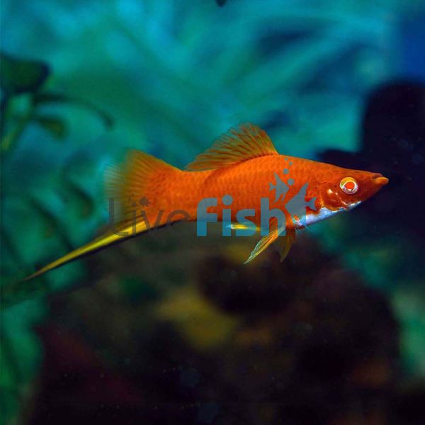 Ruby Red Eye Swordtail 5.5cm