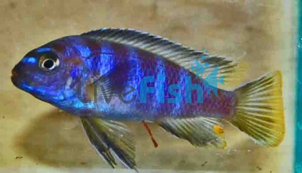 Pseudotropheus Salousi 3.5cm