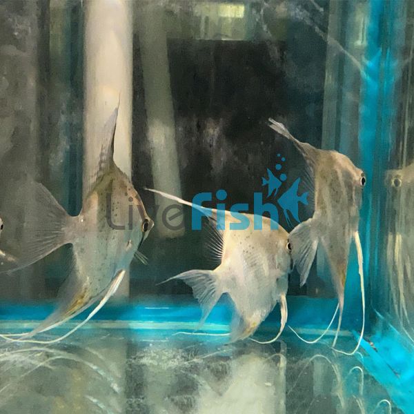 Scalare Angelfish Rio Nanay 8cm
