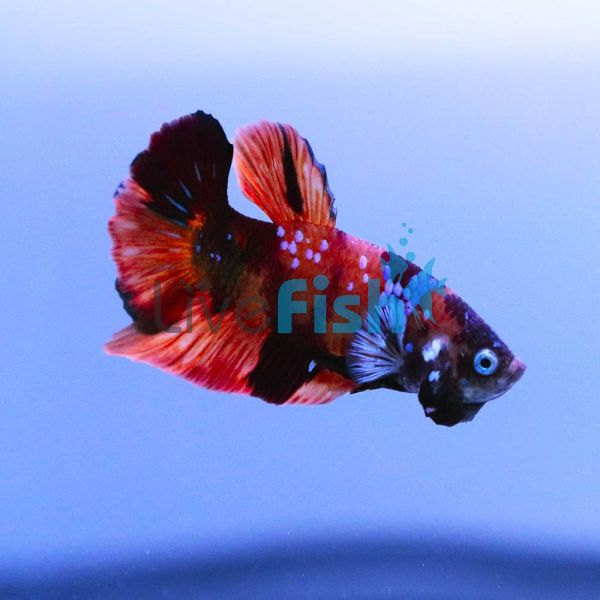 Nemo Koi Betta 5cm - Select