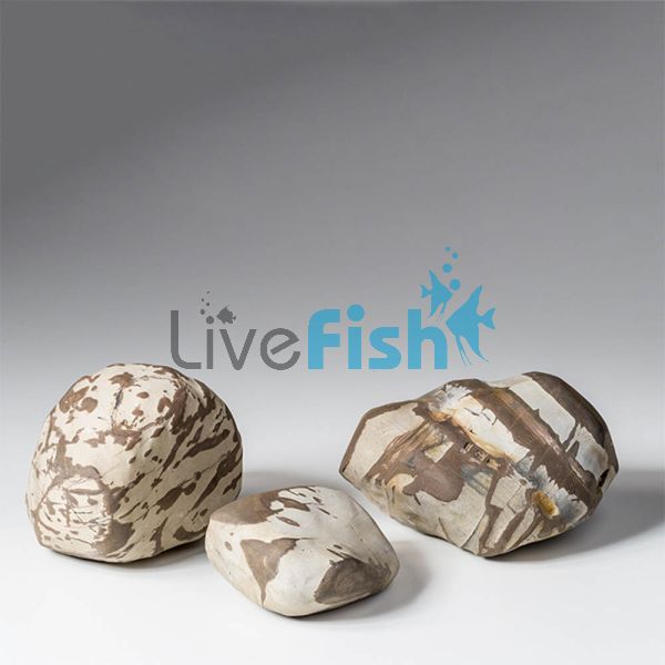 Shodo Rock x2 Pack