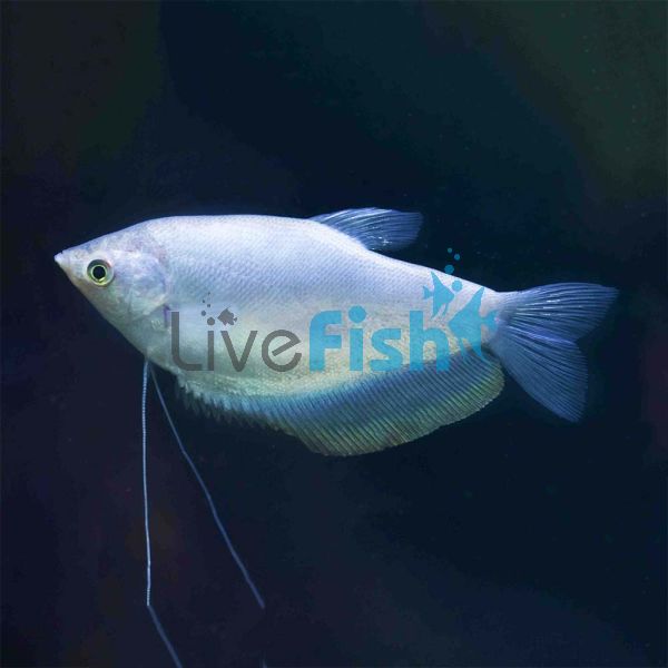 Silver Gourami 7cm