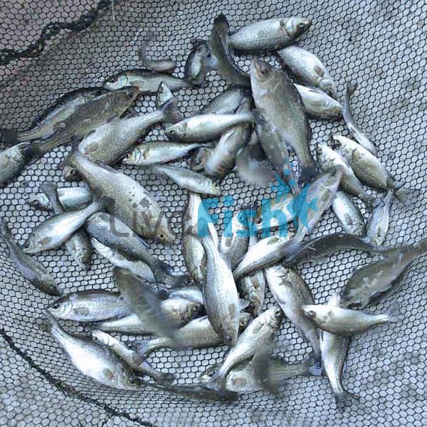 25x Silver Perch 3-4cm