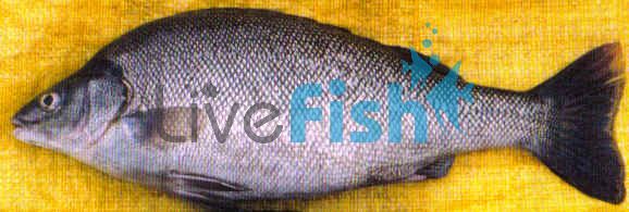 25x Silver Perch 5-6cm