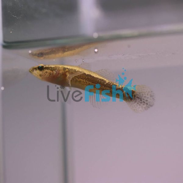 12x Sleepy Cod 5cm