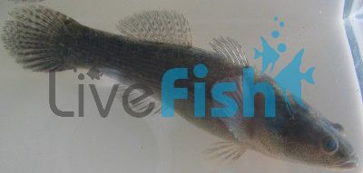 Sleepy Cod 10cm