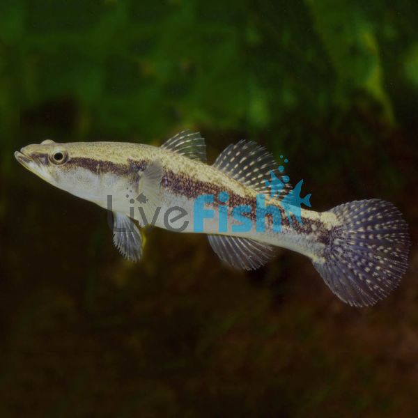 25x Sleepy Cod 5cm