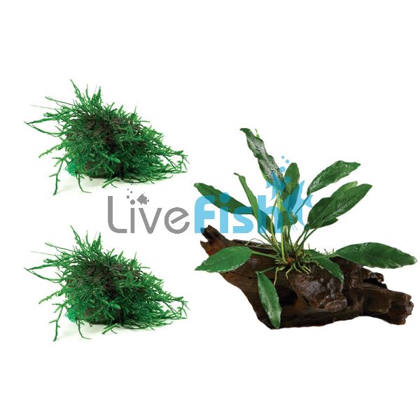 Small Aquarium Plant Pack