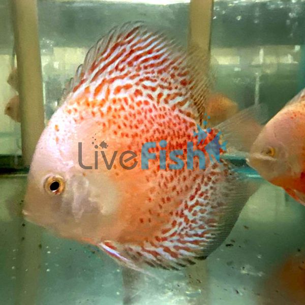 Snow Leopard Discus 9cm