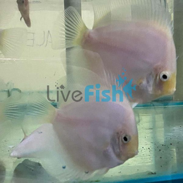 Snow White Discus 9cm