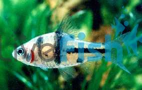 Spanner Barb 5cm Barbodes Lateristriga