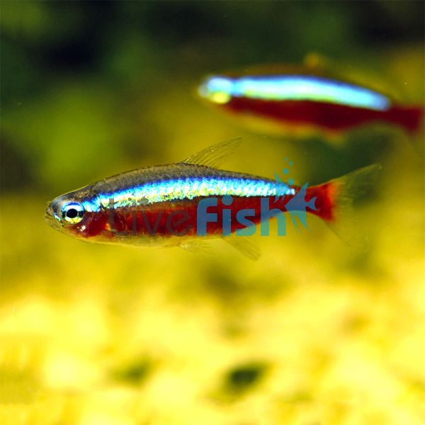 10x Cardinal Tetra 2.5cm