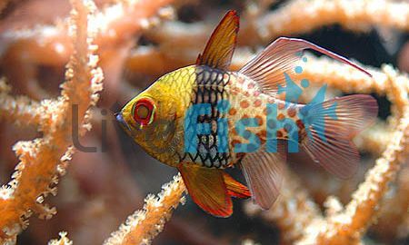 Cardinalfish Pajama - Large 