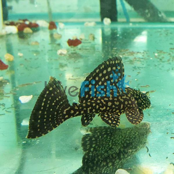 Spotted Sailfin Pleco 6cm