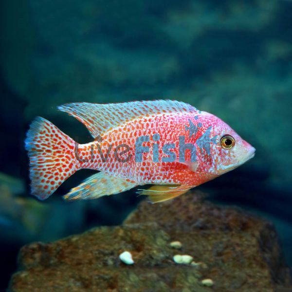 Strawberry Peacock 7cm