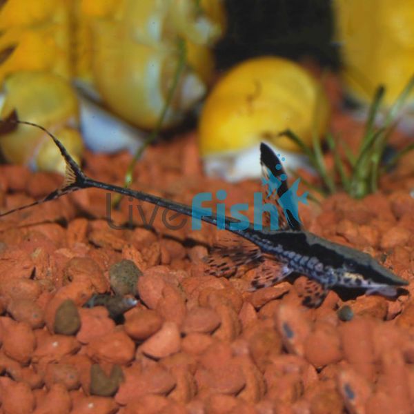 Catfish Royal Whiptail 12cm