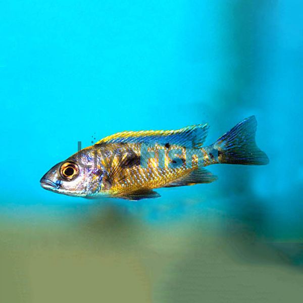 Otopharynx Sulphur Crest 3.5cm