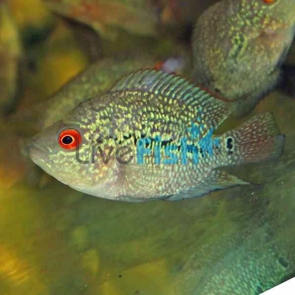 Super Red Dragon 12cm - Flowerhorn