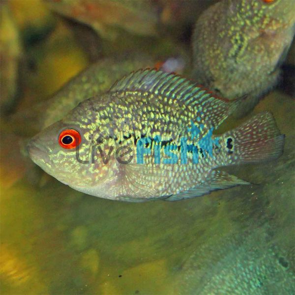 Super Red Dragon Flowerhorn 10cm