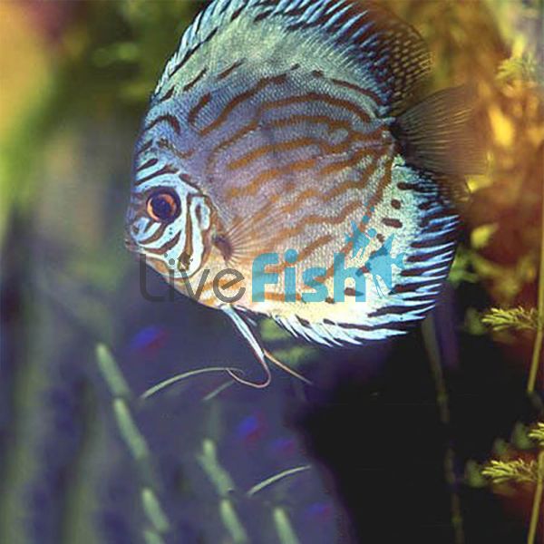 Blue Turquoise Discus 5cm