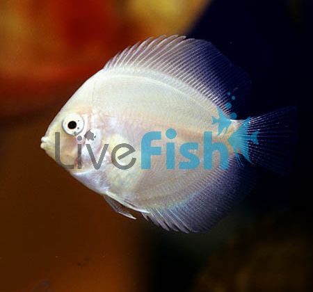 White Swan Discus 5cm