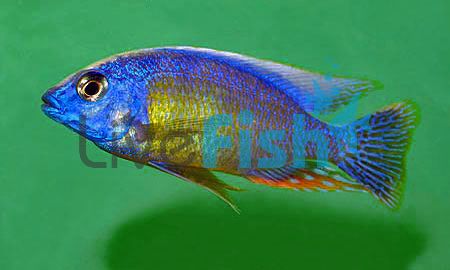 Taiwan Reef Chimoto Red 5cm