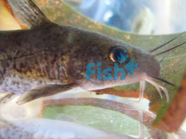 Tandanus Catfish 7cm
