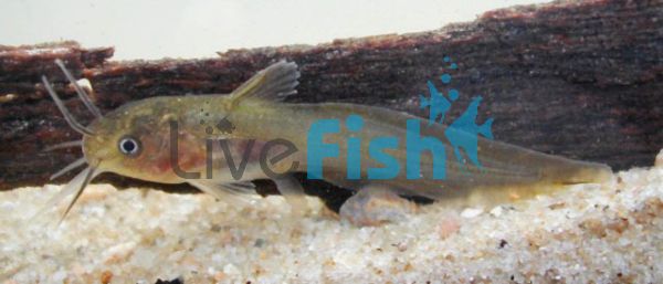 Tandanus Catfish 4cm