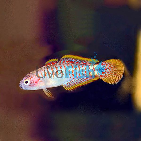 Peacock Gudgeon N.G 3cm
