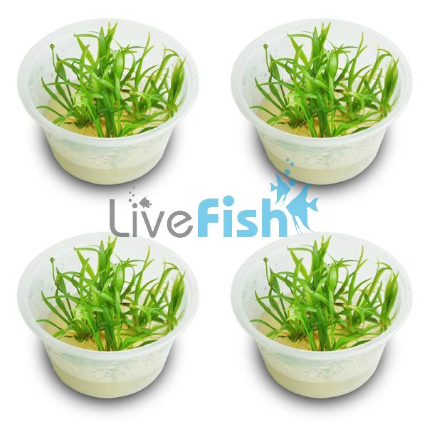 4x Echinodorus Tenellus - TC