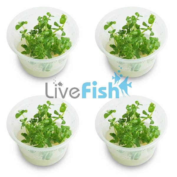 4x Bacopa Caroliniana - TC