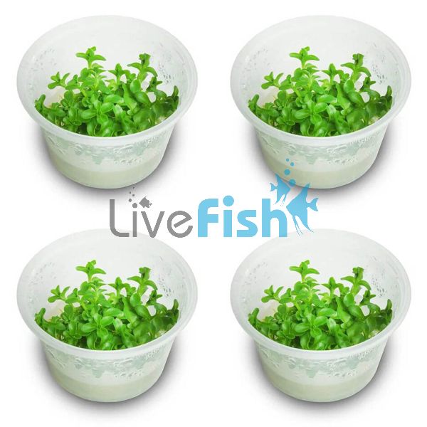 4x Bacopa Amplexicaulis 'Giant Red Bacopa' - TC